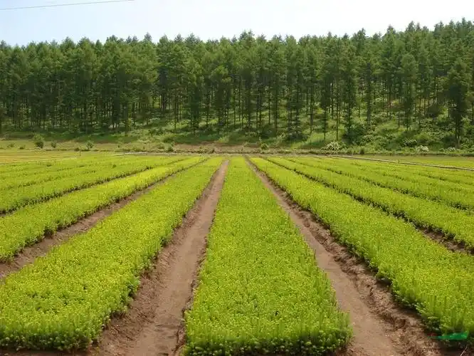 丹江口绿化苗木信息推荐 - 绿化苗木基地 - 行业商讯
