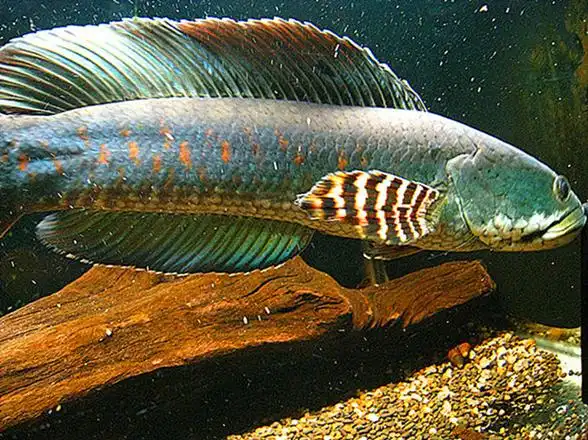 幻彩红宝石雷龙鱼