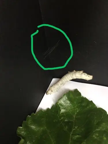 活捉一只偷懒的蚕宝宝,才工作了一会儿,就又跑去"贪吃"了!