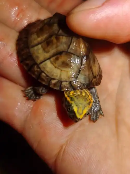 一只让好友抢走的特色香刀二代苗