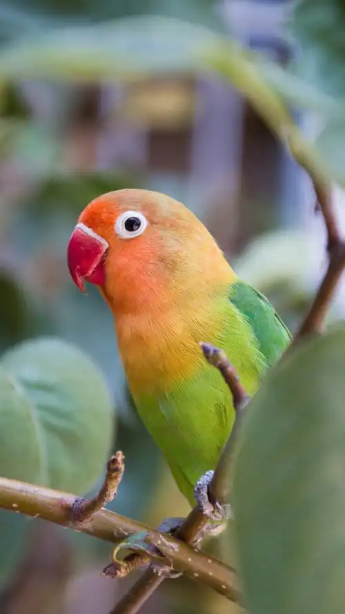 牡丹鹦鹉 - 空玄子 - 图虫