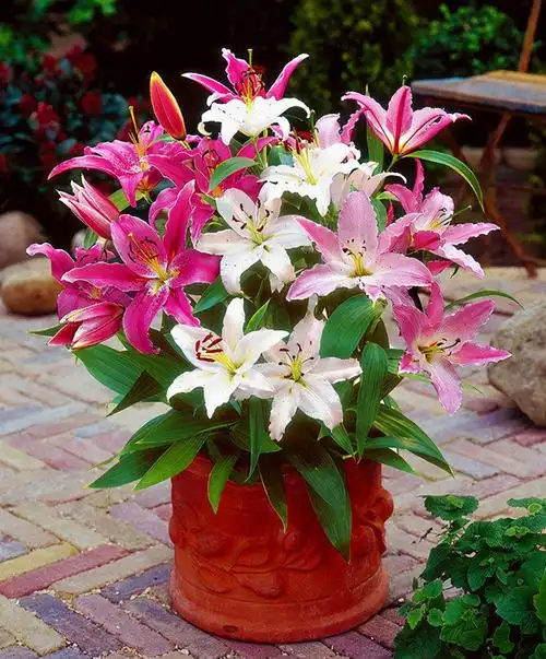 怎样养百合花(清丽雅致的百合花,日常养护很简单,家里养起来)