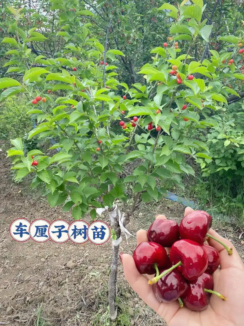 车厘子树苗~家人们!你们喜欢吃车厘子的,车厘子树苗来了哦 - 抖音