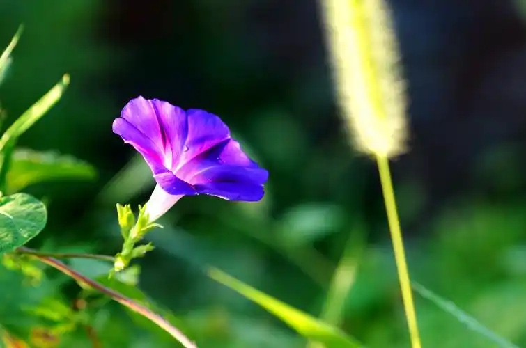 牵牛花的微观世界
