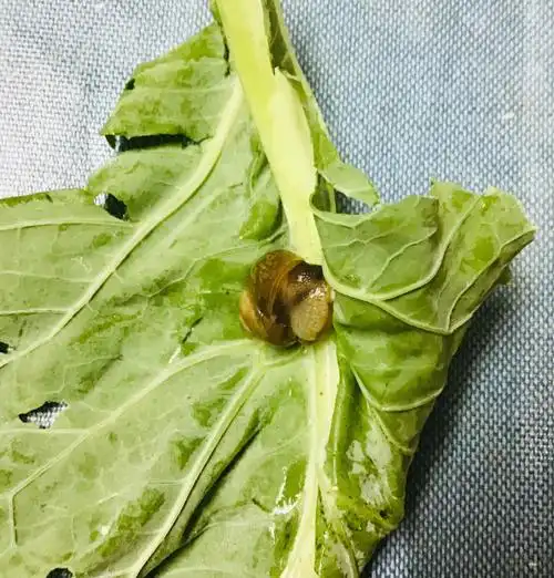 《关于上海的我在美团买的包菜里发现了蜗牛》