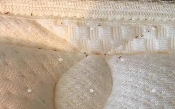 床虱出现的信号床上有小虫子尸体身上发痒床发臭