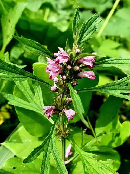 唇型小花儿真好看#益母草  #野生植物  #花草 #手机摄影  #随拍  #一