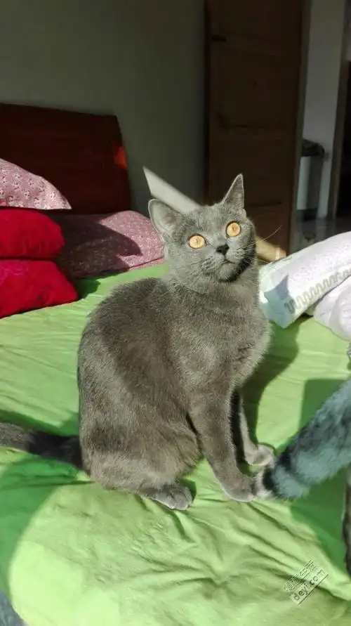 出售一只成年蓝猫母