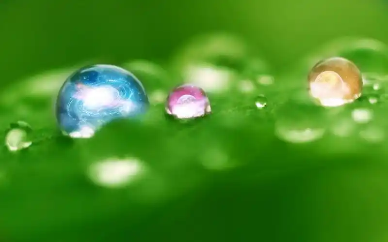 夏日清晨植物上的水珠壁纸_微距下的唯美水珠