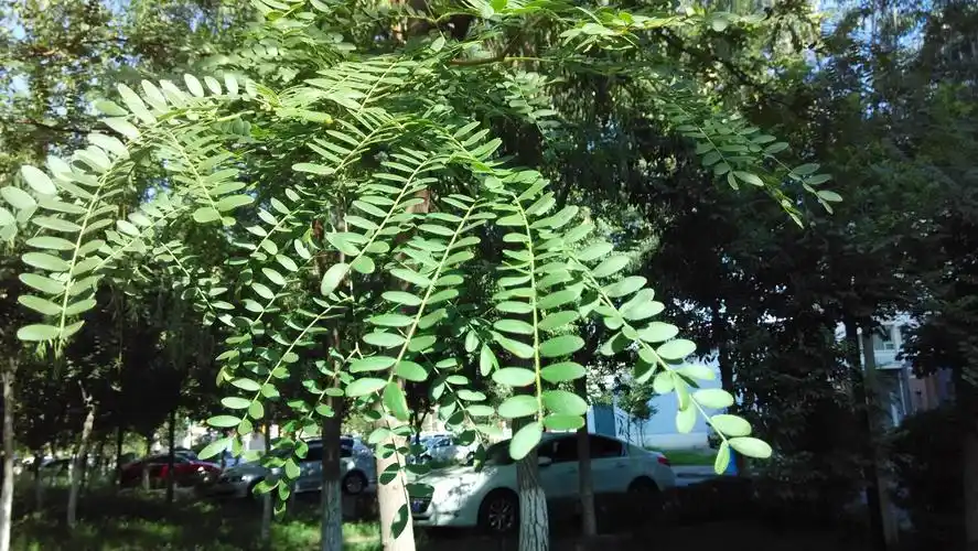 有一棵树,现在大概有10m高了,树干大约有10cm直径,叶子有点像槐树叶