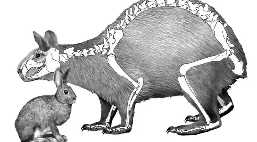 首先,2011年,科学家在西班牙出土了大约300万至500万年前的巨兔化石.