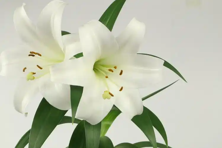 百合的花语是什么代表什么意思