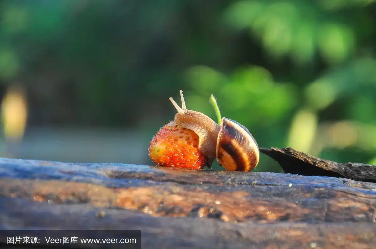 花园里的蜗牛在一个成熟的草莓上爬行.