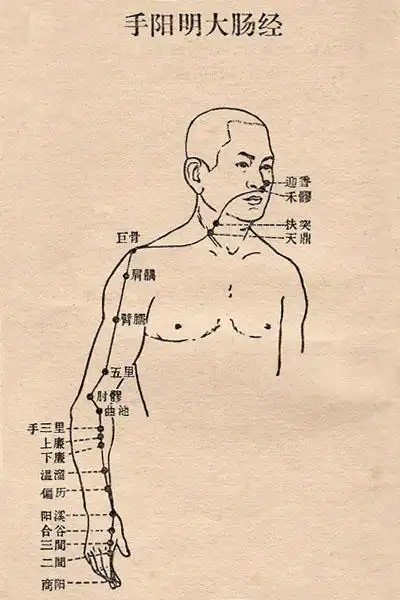 大肠经实用穴位