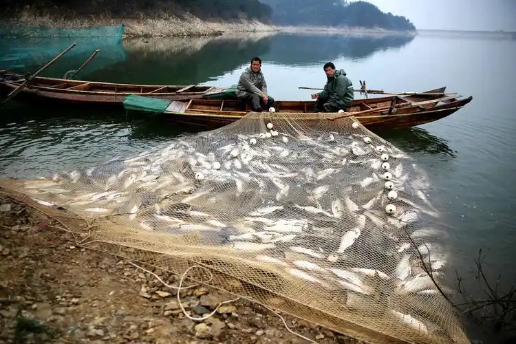 秀色可餐云雾山:热热闹闹的捕鱼节,湖里的鱼据说吃杜鹃花长大?