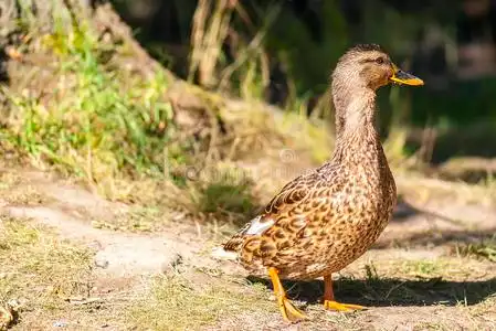 棕色鸭子在走路.照片