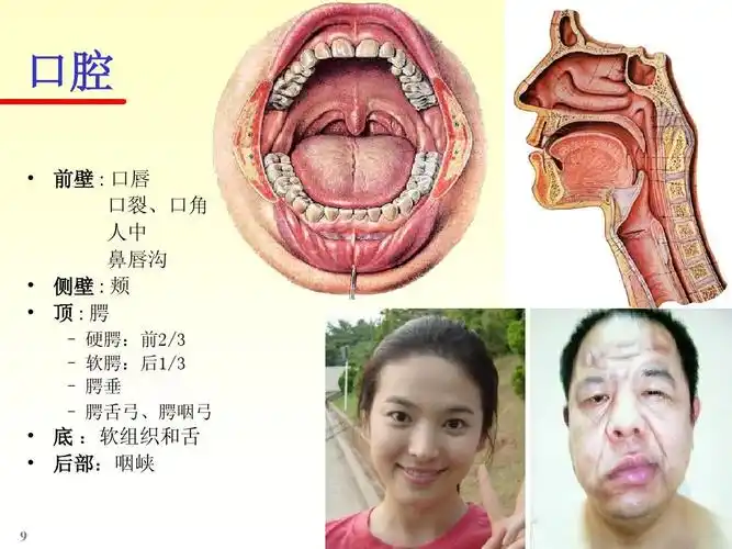 鼻唇沟   侧壁 : 颊   顶:腭 ╟ 硬腭:前2/3 ╟ 软腭:后1/3 ╟ 腭垂