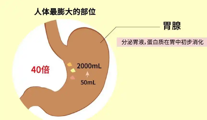 胃,小肠,大肠,肛门组成,它是食物消化和吸收的通道,所有的食物经过后