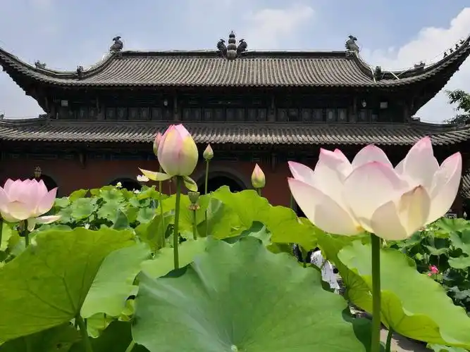 华岩寺的荷花开了