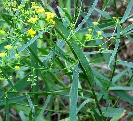 柴胡如何进行种植,有哪些注意的地方,怎样进行管理