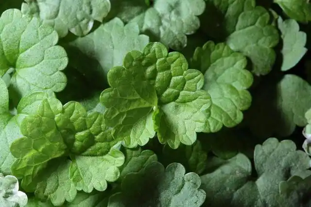 想要一觉睡到自然醒?金钱薄荷种起来吧,味道清香还助眠!