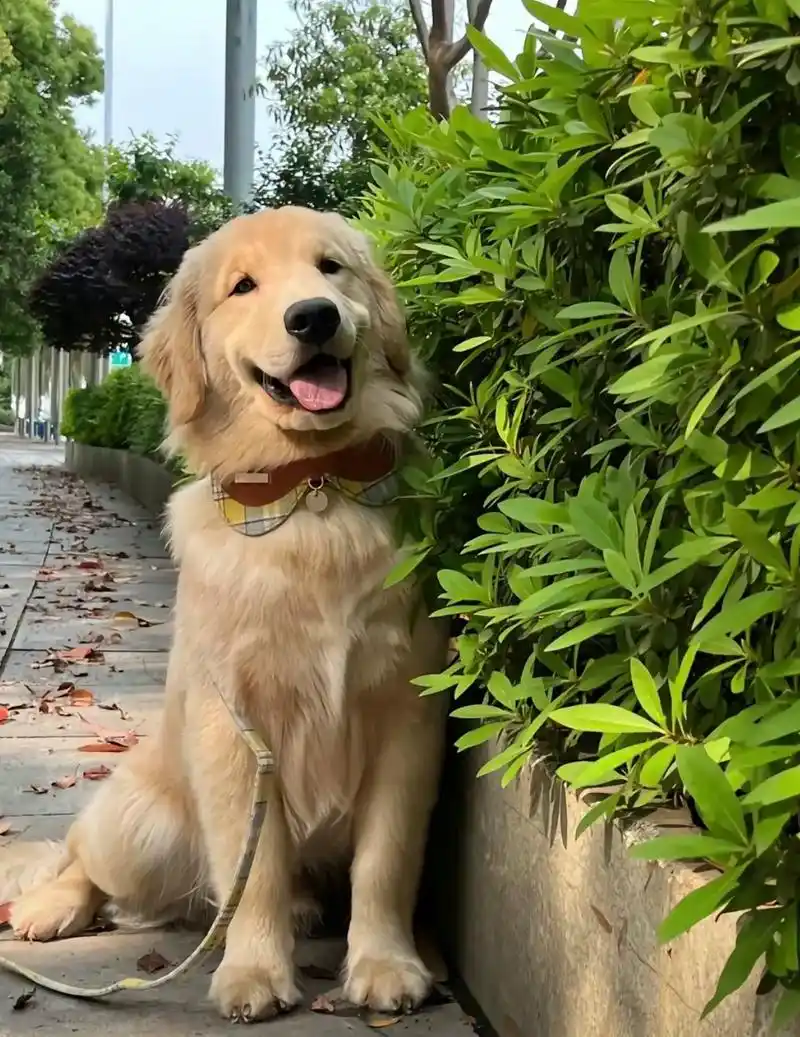 做了一个很魔幻的梦,梦里朋友带着家养的金毛一 - 抖音