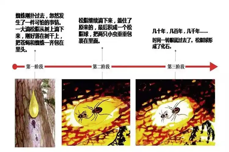 第二阶段是琥珀的形成过程:树脂被分泌出来以后,经过长期的地质运动和