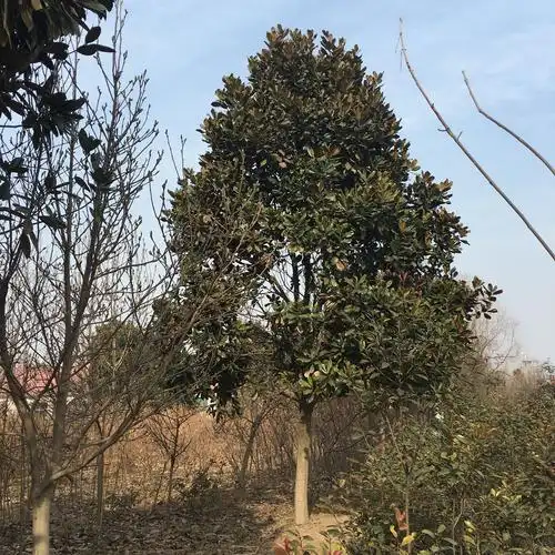 本人有一棵大广玉兰树有十五年了,想卖掉,请问有谁要买,价值多少钱