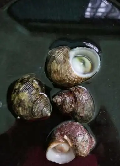 海南特产 海南三亚鲜活野生夜光螺