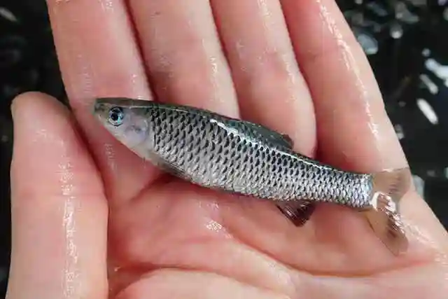农村河里常见的十种小鱼(野河里有什么小鱼图片) - 芙蓉号