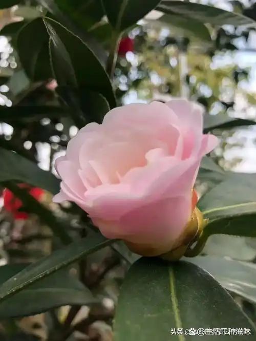 云南茶花:童子面 只有真正理解云南茶花的人,才能真正明白:为什么教科