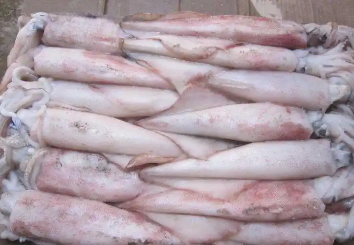 大连冻鱿鱼进口清关世能通专业服务