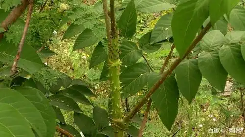 浑身是刺,以致鸟儿都不敢停落,这种树与香椿齐名,其嫩芽贵得很