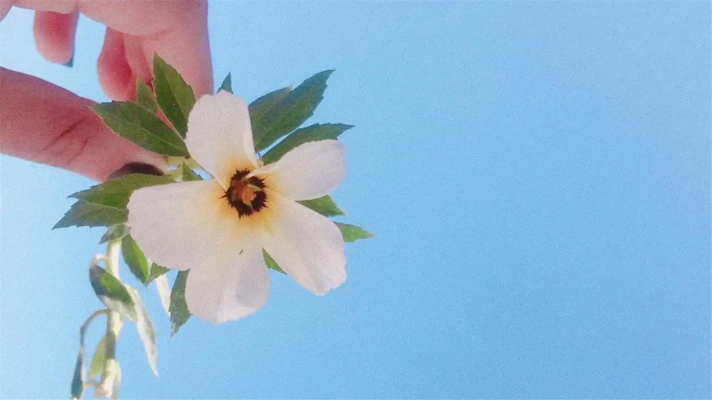 治愈系清新唯美风景自然桌面壁纸