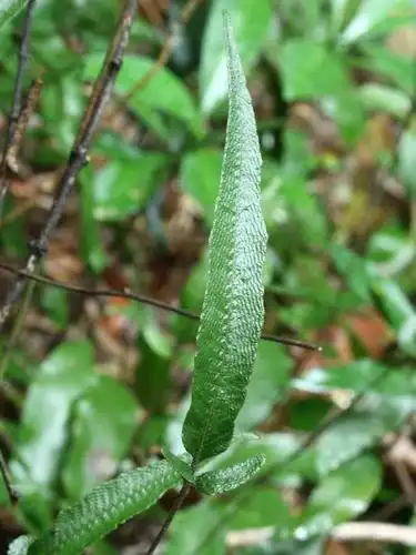 蛇退步,我国中药名之一,它是三羽新月蕨的干草全草,别名蛇鳞草,三枝标