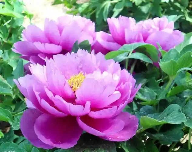 多肉植物:紫牡丹花语_达一风水网