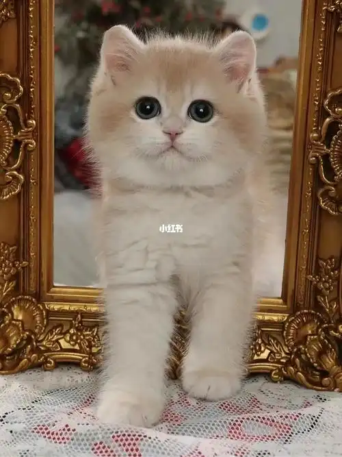 ay12英短蓝金渐层蓝金影妹妹焦糖色蓝金