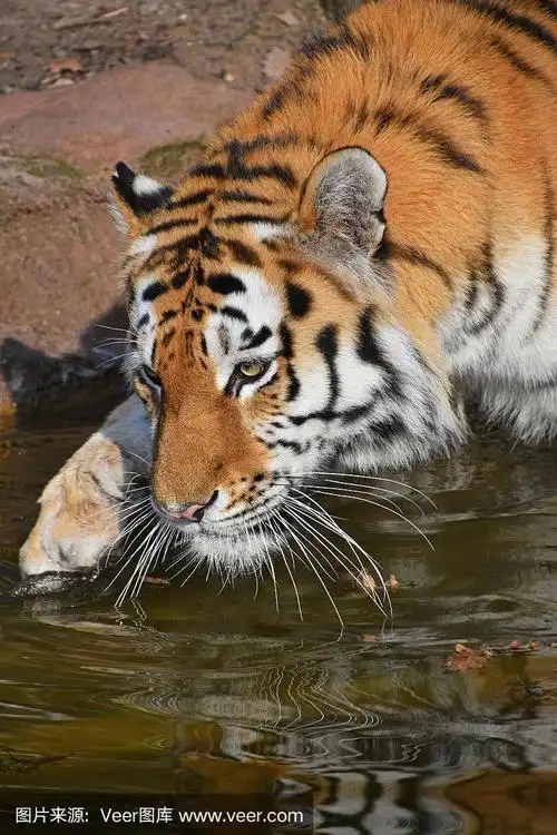 特写东北虎侧面肖像