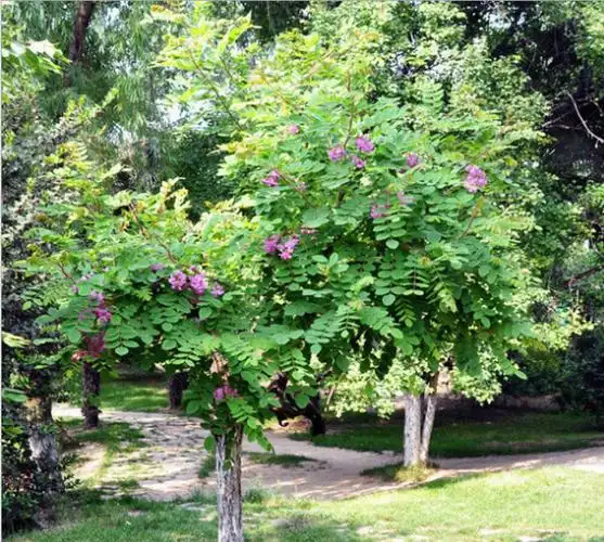 出售3公分香花槐4公分5公分6公分香花槐8公分香花槐树