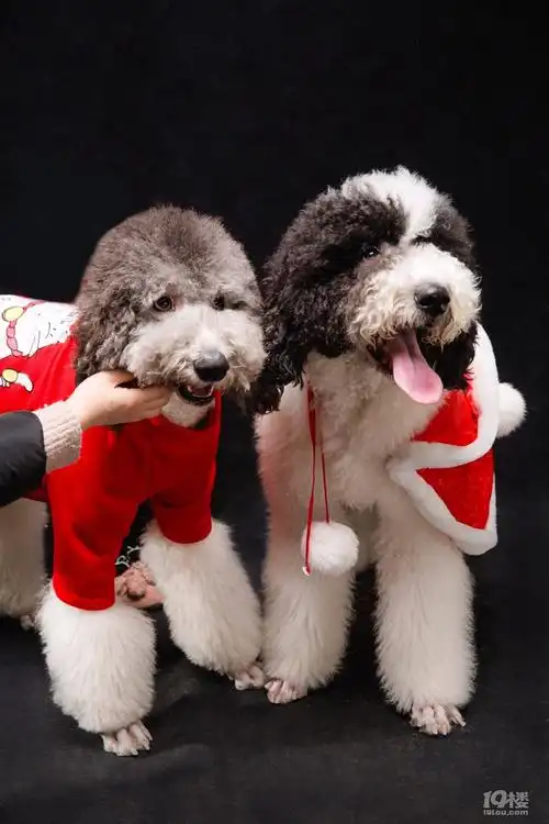 花色巨型贵宾----黑白花开心与灰白花花菜成长记,不定期更新