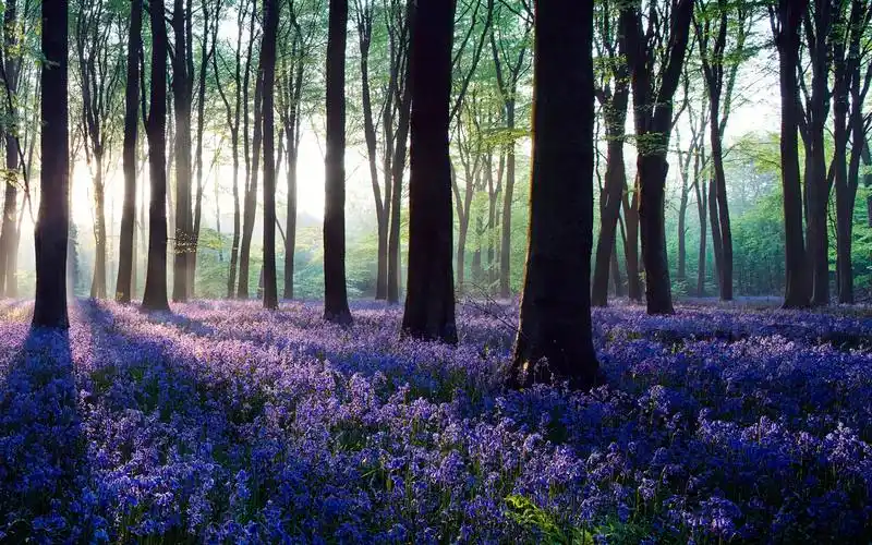 双屏壁纸壁纸图片