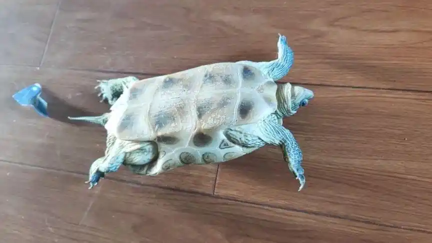 只为更好的明天888的个人主页 - 西瓜视频