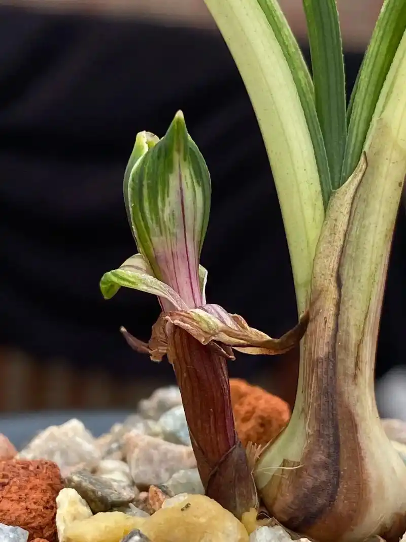 春兰逸品艺(中透)花苞颜色甚是诱人.可惜开不起来了,两组上花 - 抖音