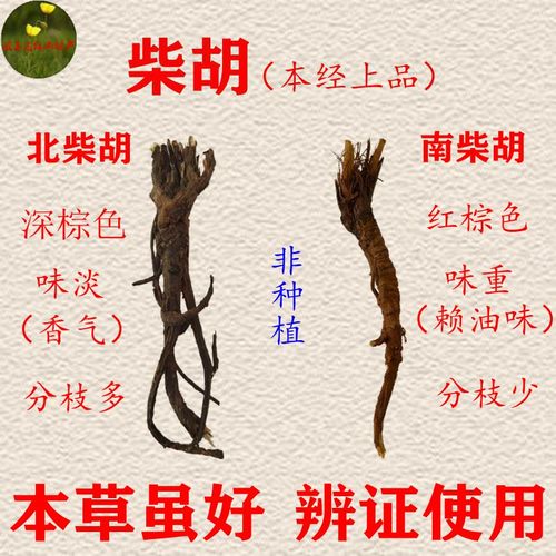 内蒙(热河)道地南北柴胡250克鼠尾红2份包邮