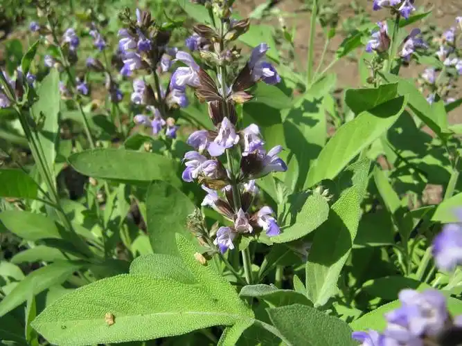 丹参,在春天特写花园 sage 开花植物