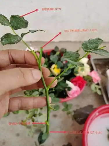 图解月季扦插——简单易学只需五步!