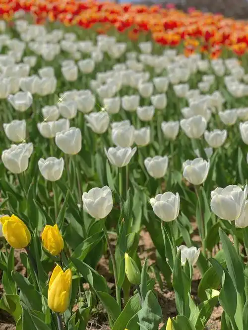 郁金香  衢州/描述浪漫的不仅仅有玫瑰 还有郁金香939393