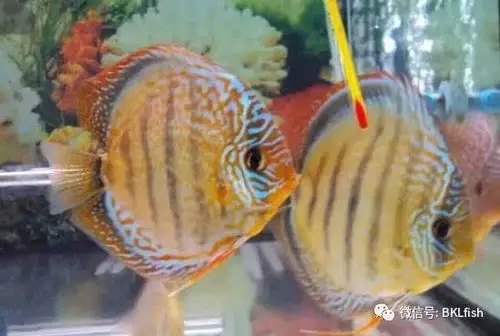 涨姿势 | 九种方法分辨七彩神仙鱼的雌雄,准确率99%