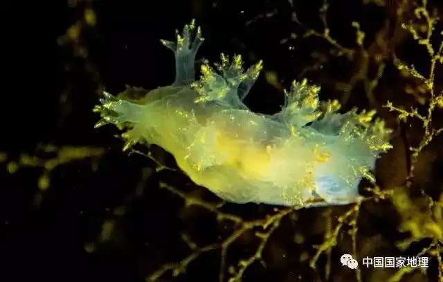 好奇心日报 | 潜入北冰洋,你会看到什么?