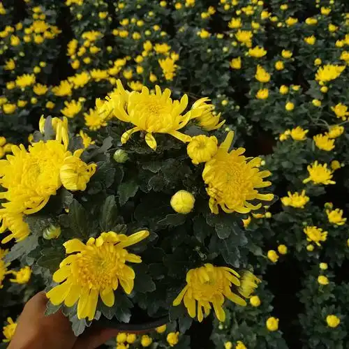 菊花菊带耐寒庭院室内外重瓣开花四季花苞千头花卉